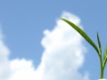 green-tea.jpg